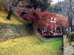 秋月城の堀の紅葉