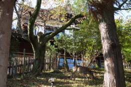 奈良ホテルの裏に鹿
