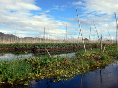 インレー湖での水耕栽培